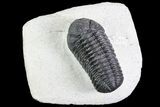 Detailed, Morocops Trilobite - Nice Eye Facets #83355-2